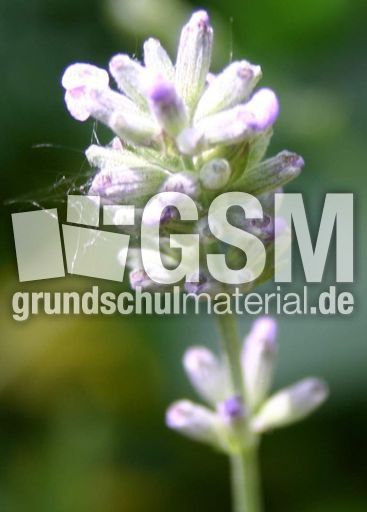 Lavendel-9.jpg